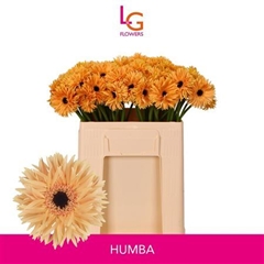 Germini Punki Humba 50cm 8cm Ø