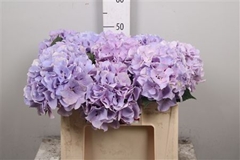 Hydr M Royal Benefit 50cm 16cm Ø