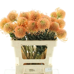 Leuco Ov 60cm