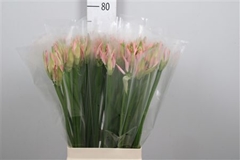 Ne Bo Vesta K 70cm