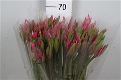 Ne Amarine Anastasia 75cm