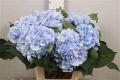 Hydr M Verena Blue 60cm 18cm Ø