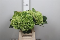 Hydr Verena Classic 60cm 20cm Ø