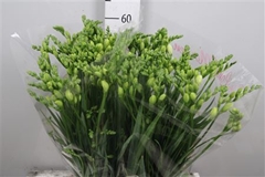 Fr Du Essence 56cm 22gram 23