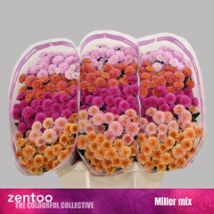 Chr San Mixed 55cm 110g
