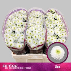 Chr S Ziva 55cm 110g