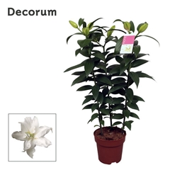 Lil Or Du Rl Zeta 17Ø 70cm