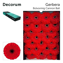 Ge Gb Pom Cannonball 45cm 10cm Ø