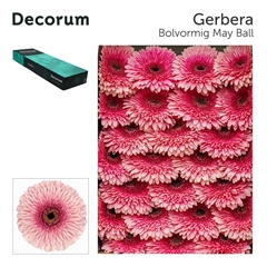 Ge Gb Pom Mayball 45cm 10cm Ø