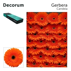 Ge Gr Candela 45cm 10cm Ø