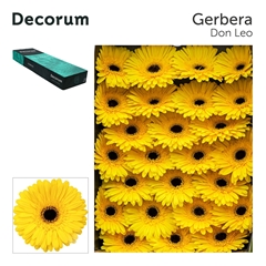 Ge Gr Don Leo 45cm 10cm Ø