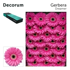 Ge Gr Dreamer 45cm 10cm Ø