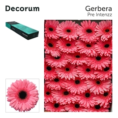 Ge Gr Pre-intenzz 45cm 10cm Ø