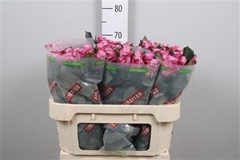 R Gr Maritim 70cm