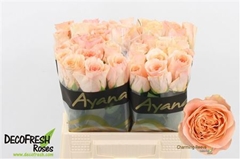 R Gr Charming Reeva 40cm