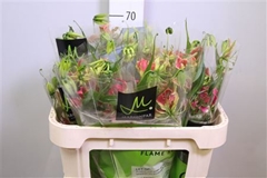 Gloriosa Fifty Shade 70cm