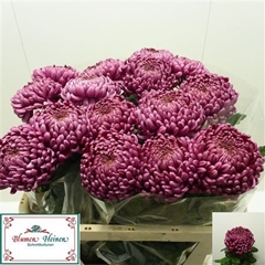 Chr G Daily Mirror 75cm 130gram