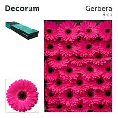 Ge Gr Rich 45cm 10cm Ø