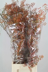 Rosa Corallo 110cm