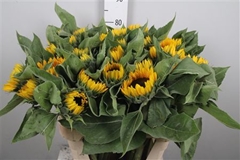 Helian An Sunrich Or 80cm 23