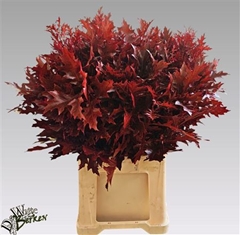 Querc Palus Klb 21% 80cm