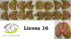 Anth A Licosa 11cm Ø