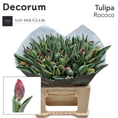 Tu Pa Rococo 37cm 38gram 23