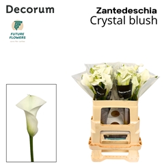 Zant Crystal Blush 55cm