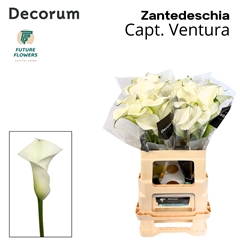Zant Capt Ventura 60cm