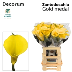Zanted Gold Medal 65cm