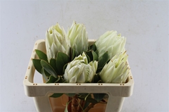 Protea Cy Arctic Ice 50cm