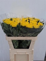 Chr G Rivalry 75cm 90gram
