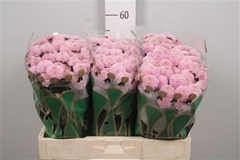 Chr San Ellison Swee 55cm 120g