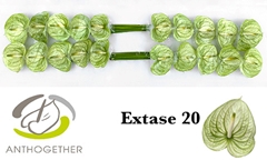 Anth A Extase 9cm Ø