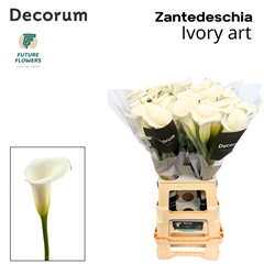 Zanted Ivory Art 70cm