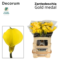 Zanted Gold Medal 55cm