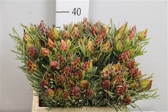 Leucad Rubrum 40cm