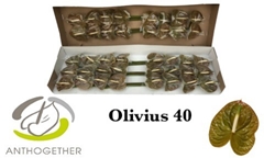 Anth A Olivius 11cm Ø