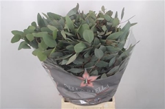 Euc Polyanthemo P Bs 80cm 300gram