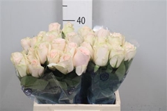 R Gr High & Bridal 40cm