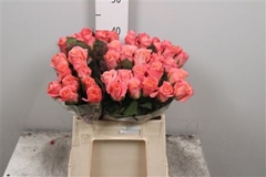 R Gr Miss Piggy+ 40cm
