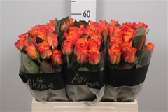R Gr Mariyo! 60cm