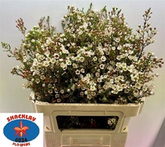 Chame Uncinatum Ziv 80cm 50gram 24