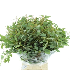 Euc Polyan Frui P Bs 65cm 200gram