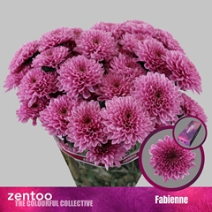 Chr T Fabienne 70cm 95gram