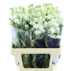 Matth Iron White 70cm 23