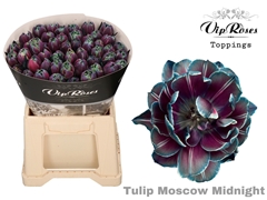 Tu Du Double Moscow Midnight
