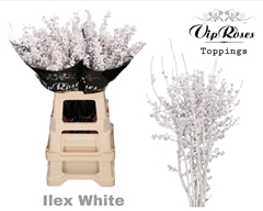 Ilex White 70 Cm