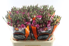 Eus E Adom Red Pico 70cm