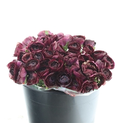 Ran As Elegance Viol 35cm 33gram